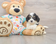 6 week old Cavachon Puppy For Sale - Puppy Love PR