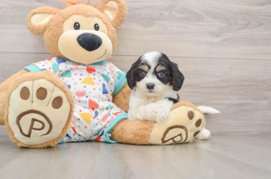 Popular Cavachon Designer Pup