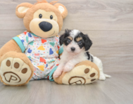 5 week old Cavachon Puppy For Sale - Puppy Love PR