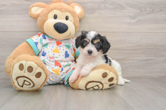Smart Cavachon Designer Pup