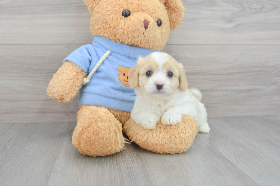 5 week old Cavachon Puppy For Sale - Puppy Love PR