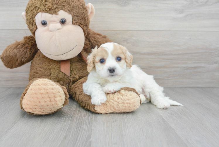 Meet Carly - our Cavachon Puppy Photo 1/3 - Puppy Love PR Smart Cavachon Designer Pup