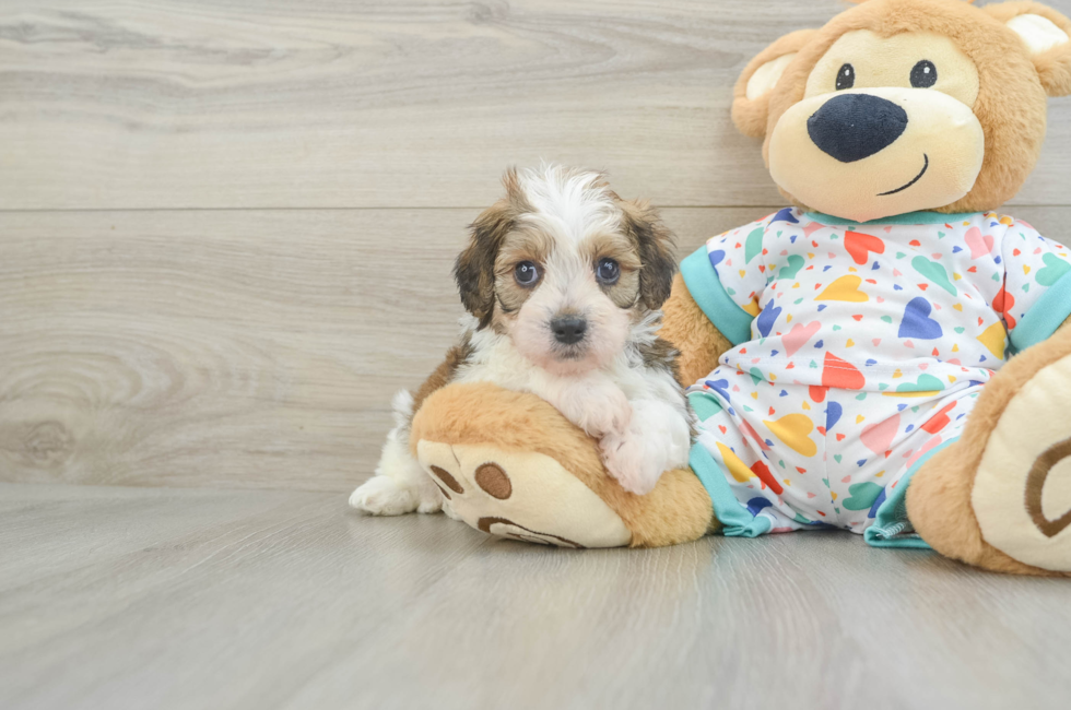 7 week old Cavachon Puppy For Sale - Puppy Love PR