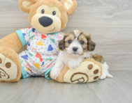 7 week old Cavachon Puppy For Sale - Puppy Love PR