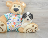 5 week old Cavachon Puppy For Sale - Puppy Love PR