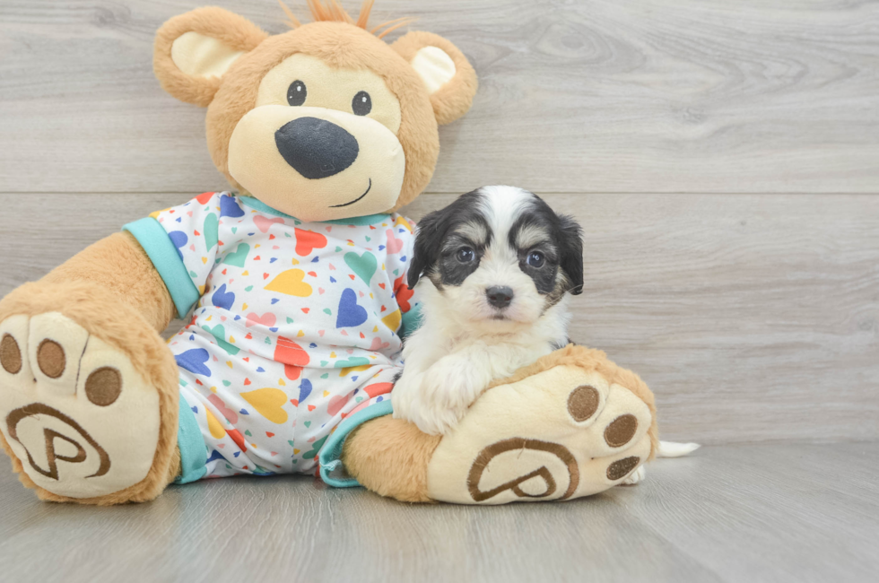 5 week old Cavachon Puppy For Sale - Puppy Love PR