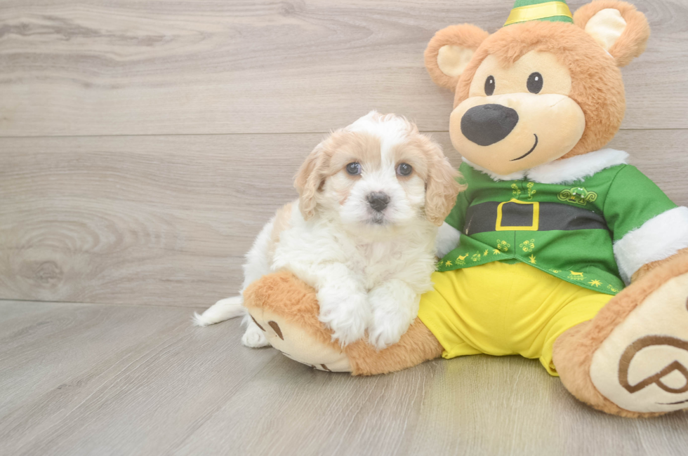 5 week old Cavachon Puppy For Sale - Puppy Love PR