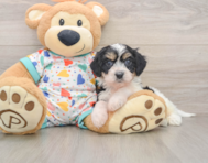 5 week old Cavachon Puppy For Sale - Puppy Love PR