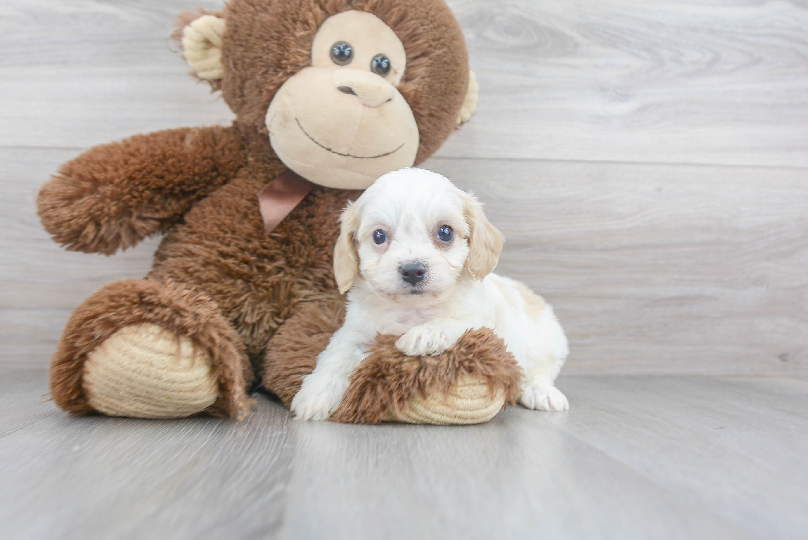 Cute Cavachon Baby