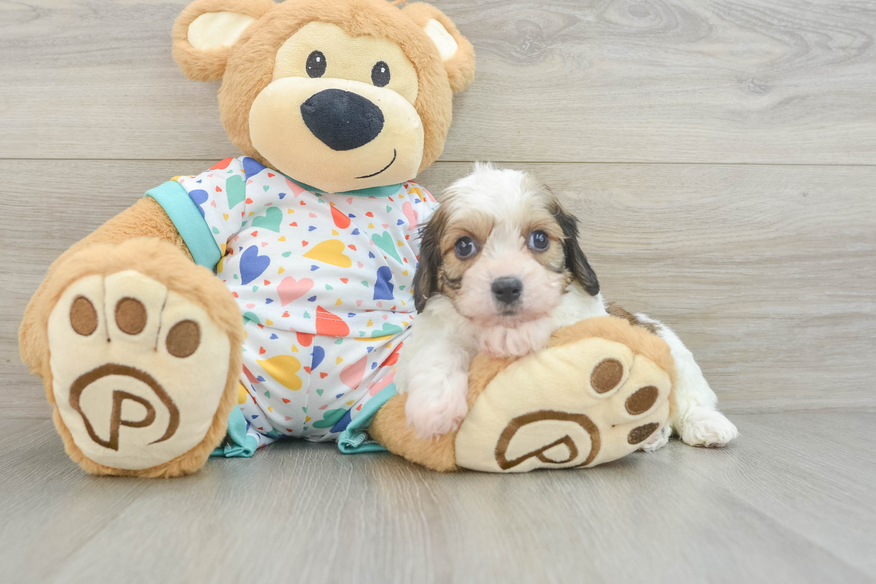 Cavachon Puppy for Adoption
