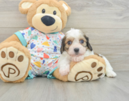 7 week old Cavachon Puppy For Sale - Puppy Love PR