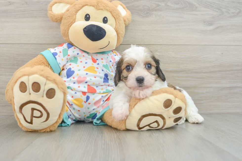 7 week old Cavachon Puppy For Sale - Puppy Love PR