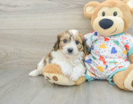 7 week old Cavachon Puppy For Sale - Puppy Love PR