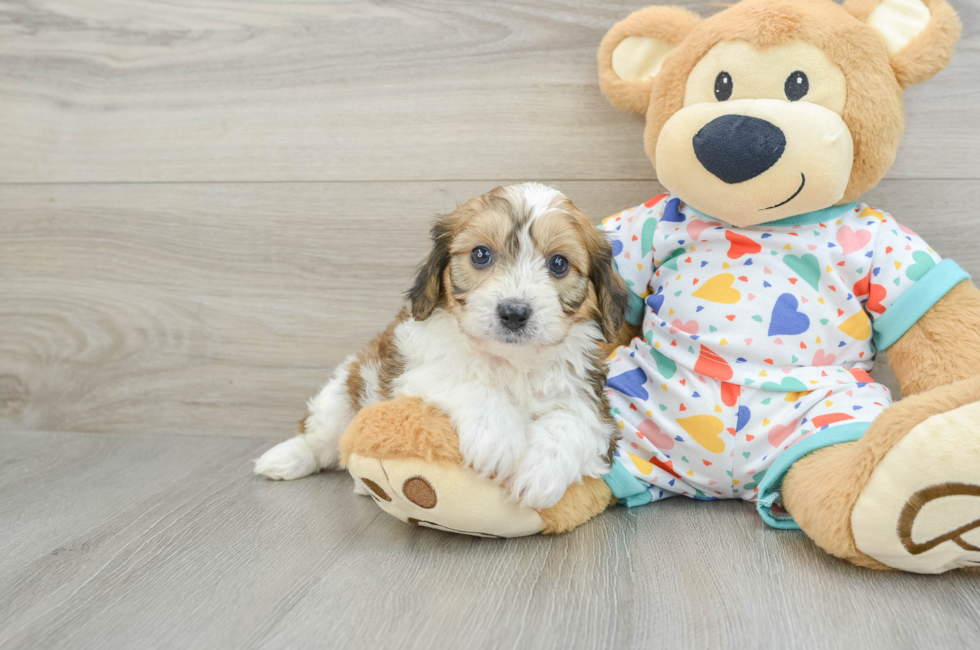 6 week old Cavachon Puppy For Sale - Puppy Love PR