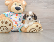 6 week old Cavachon Puppy For Sale - Puppy Love PR