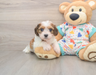 6 week old Cavachon Puppy For Sale - Puppy Love PR