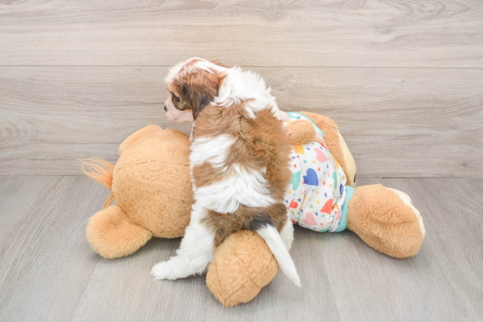 Happy Cavachon Baby
