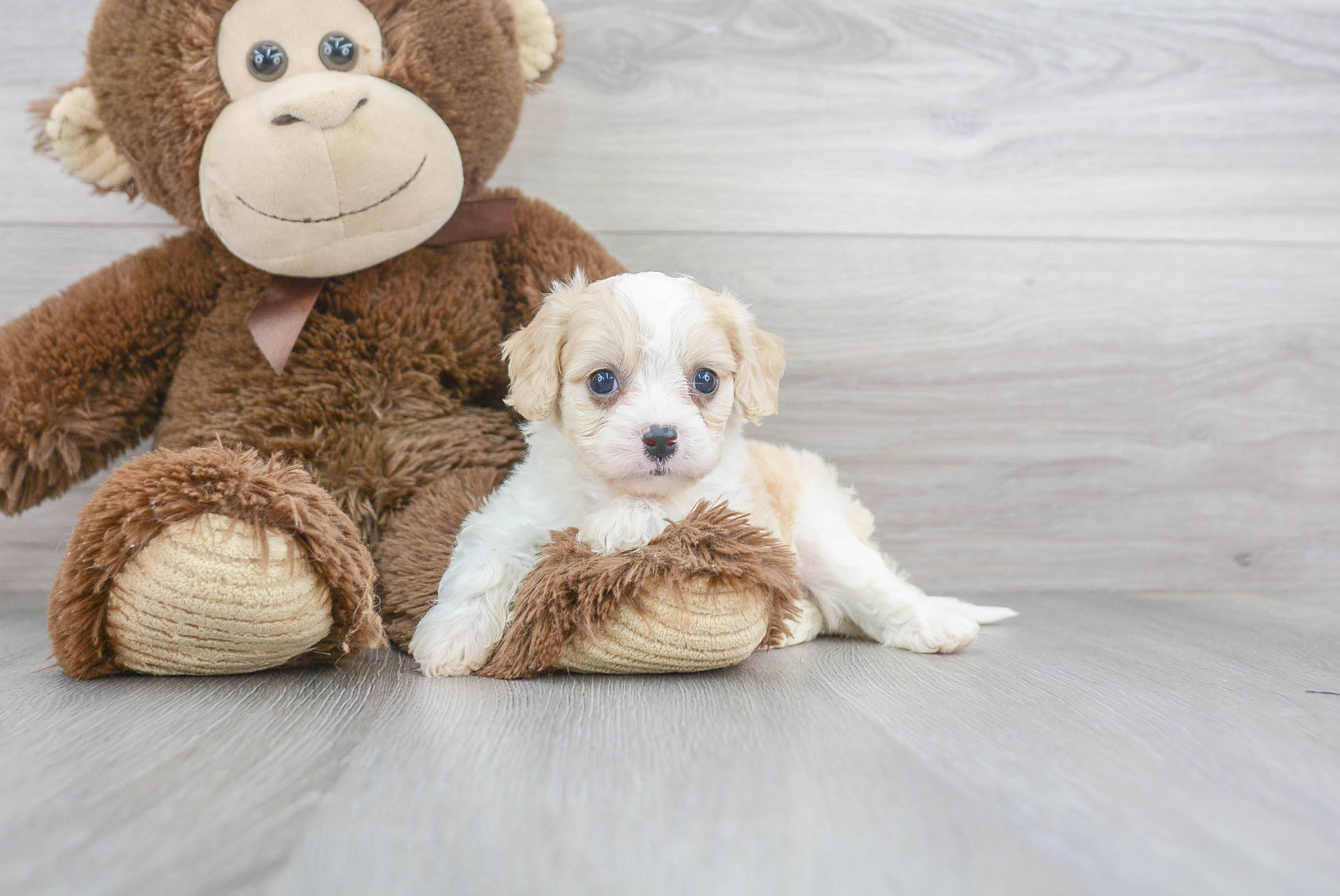 Cute Cavachon Baby