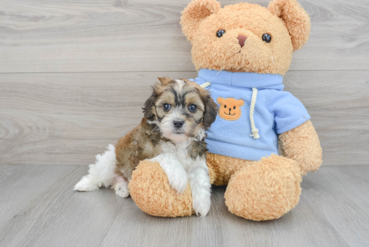 Best Cavachon Baby