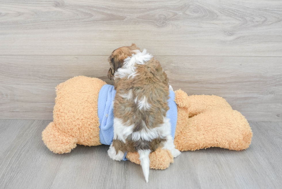Small Cavachon Baby