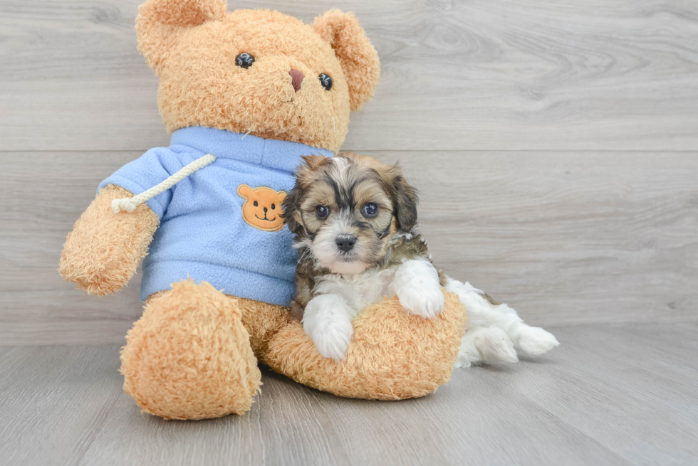 Smart Cavachon Designer Pup