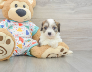 6 week old Cavachon Puppy For Sale - Puppy Love PR