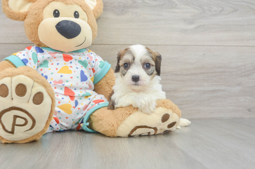 5 week old Cavachon Puppy For Sale - Puppy Love PR