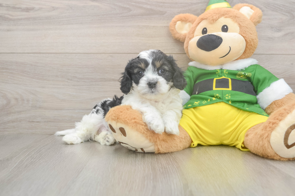 5 week old Cavachon Puppy For Sale - Puppy Love PR