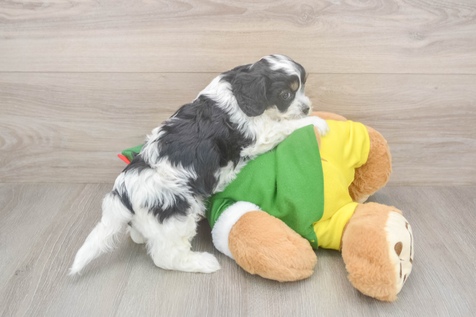 Petite Cavachon Designer Pup