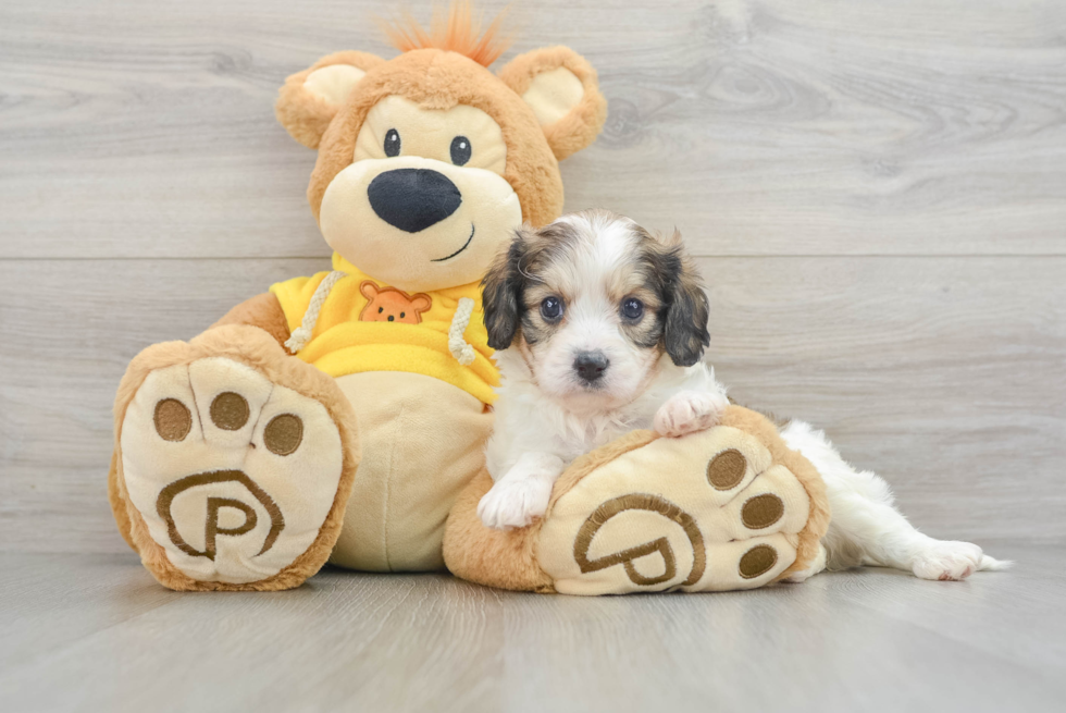 Best Cavachon Baby