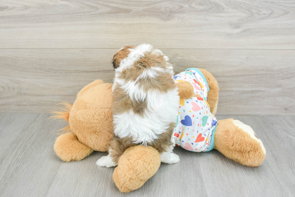 Happy Cavachon Baby