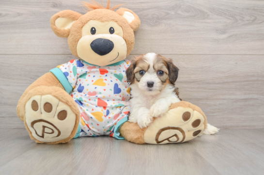 Sweet Cavachon Baby