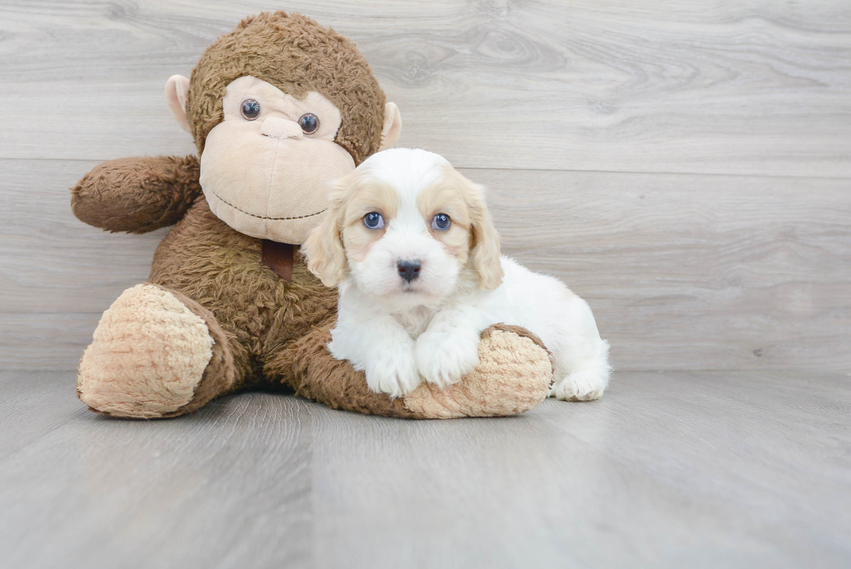 Cavachon Puppy for Adoption