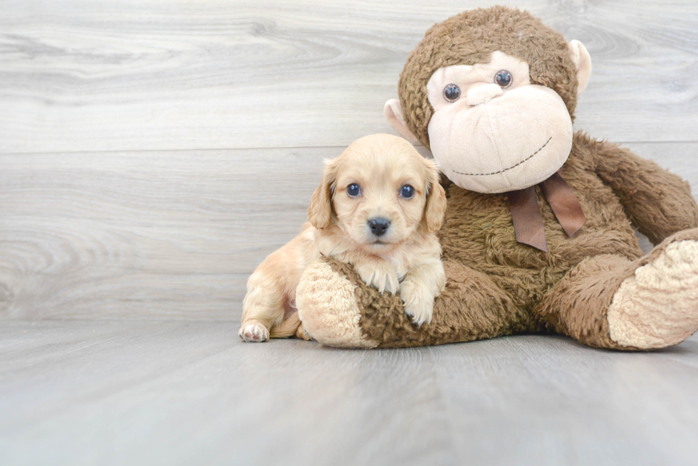 Best Cavachon Baby