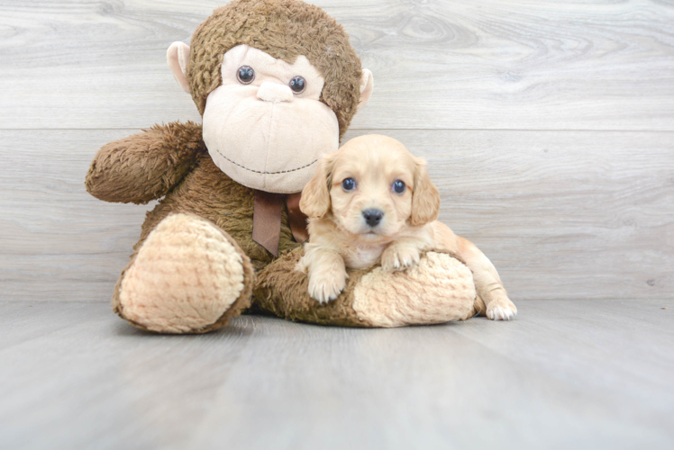 Cute Cavachon Designer Pup