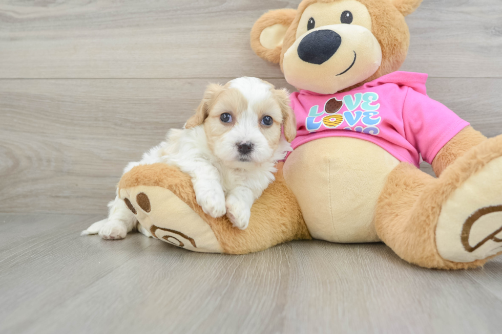 Cavachon Pup Being Cute