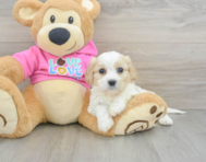 5 week old Cavachon Puppy For Sale - Puppy Love PR