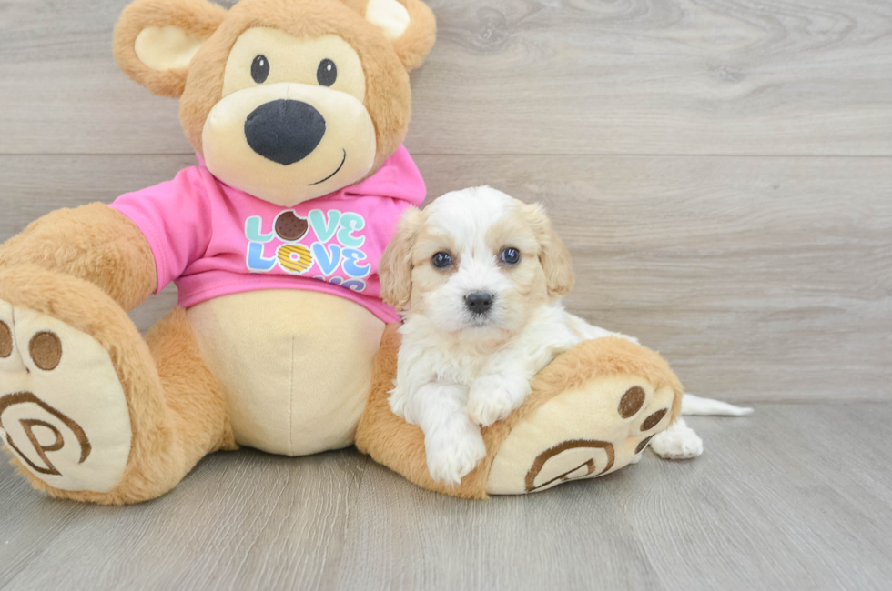 5 week old Cavachon Puppy For Sale - Puppy Love PR