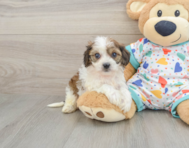 5 week old Cavachon Puppy For Sale - Puppy Love PR