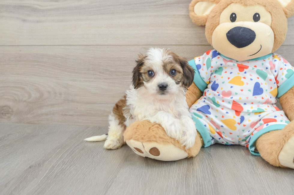 5 week old Cavachon Puppy For Sale - Puppy Love PR