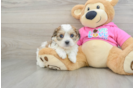 Petite Cavachon Designer Pup