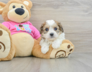 5 week old Cavachon Puppy For Sale - Puppy Love PR