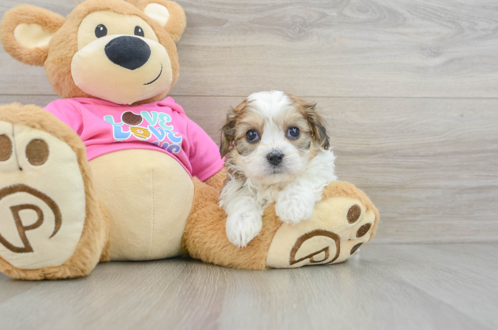 5 week old Cavachon Puppy For Sale - Puppy Love PR