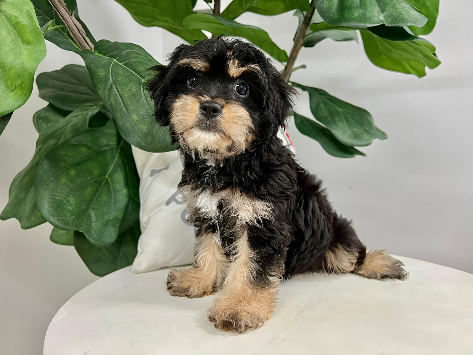 Cavachon Pup Being Cute