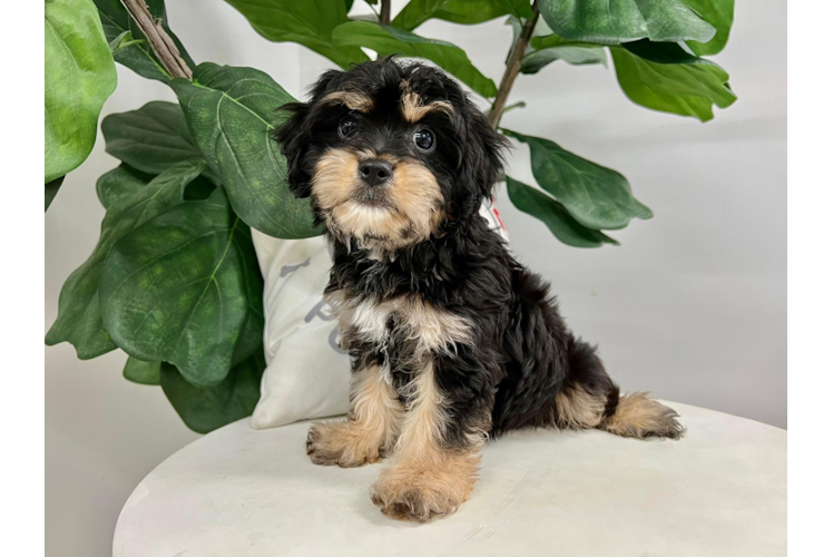 Cavachon Pup Being Cute