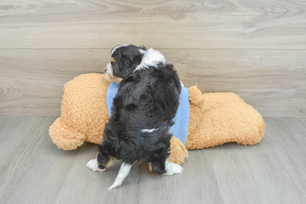 Small Cavachon Baby