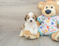 5 week old Cavachon Puppy For Sale - Puppy Love PR