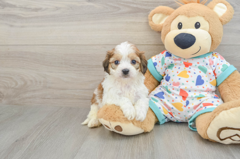 5 week old Cavachon Puppy For Sale - Puppy Love PR