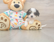 7 week old Cavachon Puppy For Sale - Puppy Love PR