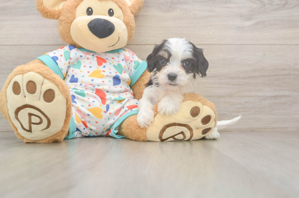 6 week old Cavachon Puppy For Sale - Puppy Love PR